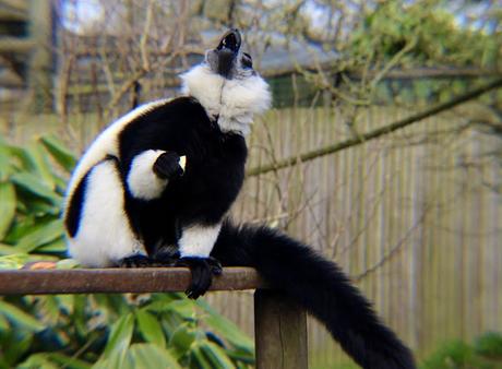 Beyond The Barriers @ Howletts