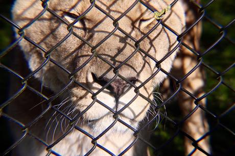 Beyond The Barriers @ Howletts