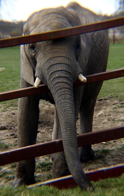 Beyond The Barriers @ Howletts