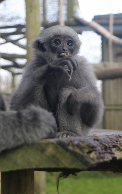 Beyond The Barriers @ Howletts