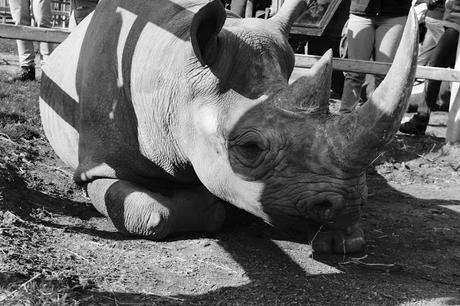 Beyond The Barriers @ Howletts