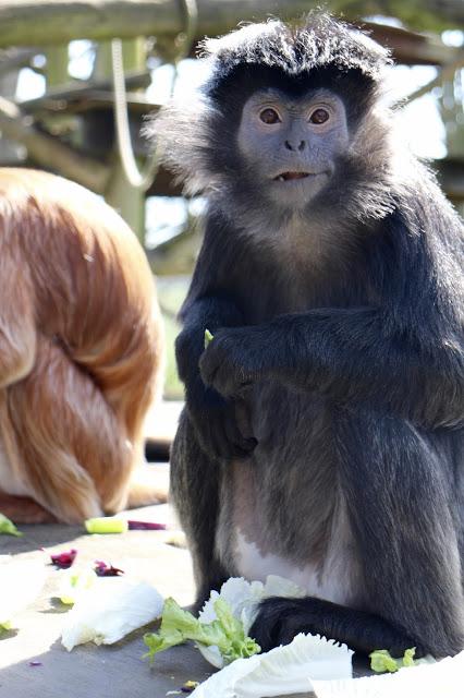 Beyond The Barriers @ Howletts