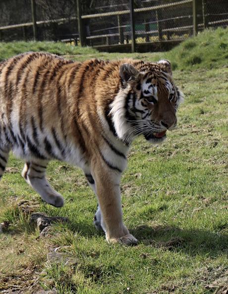 Beyond The Barriers @ Howletts