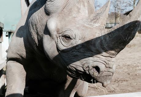 Beyond The Barriers @ Howletts