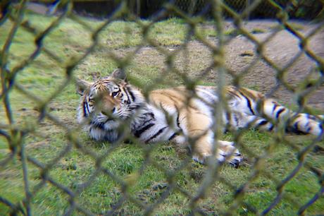 Beyond The Barriers @ Howletts