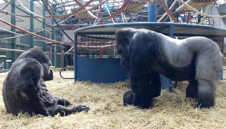 Beyond The Barriers @ Howletts