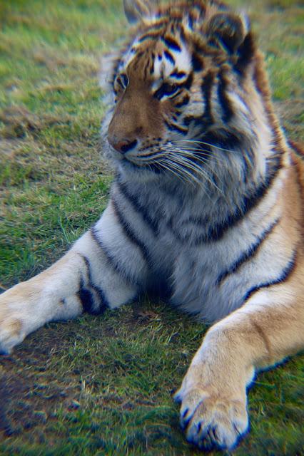 Beyond The Barriers @ Howletts