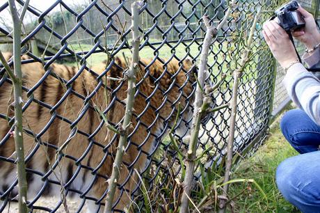 Beyond The Barriers @ Howletts