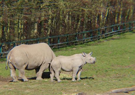 Beyond The Barriers @ Howletts