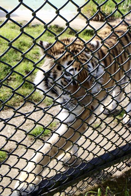 Beyond The Barriers @ Howletts