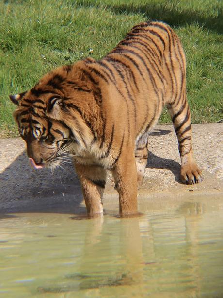 Beyond The Barriers @ Howletts