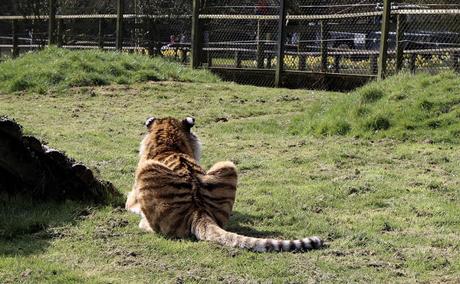 Beyond The Barriers @ Howletts