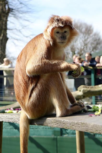 Beyond The Barriers @ Howletts