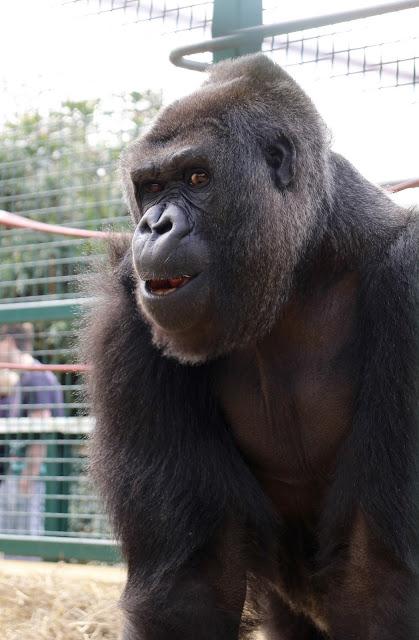 Beyond The Barriers @ Howletts