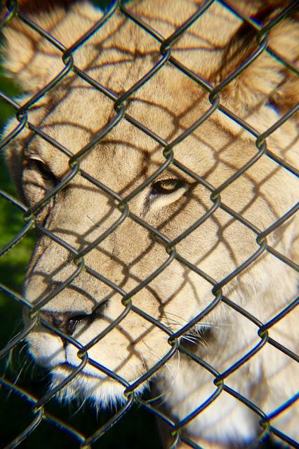 Beyond The Barriers @ Howletts