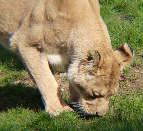 Beyond The Barriers @ Howletts