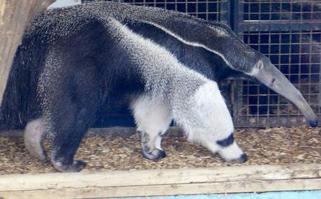 Beyond The Barriers @ Howletts