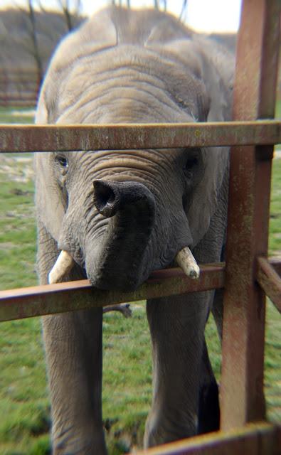 Beyond The Barriers @ Howletts