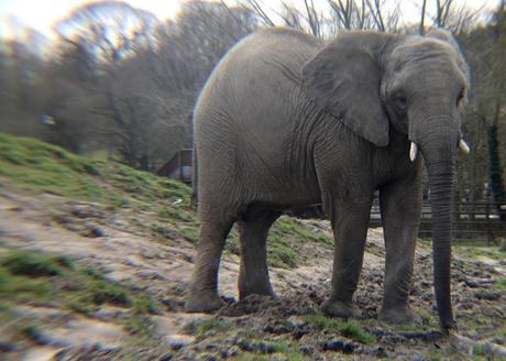 Beyond The Barriers @ Howletts