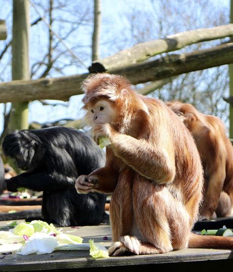 Beyond The Barriers @ Howletts