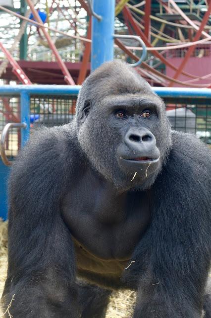 Beyond The Barriers @ Howletts