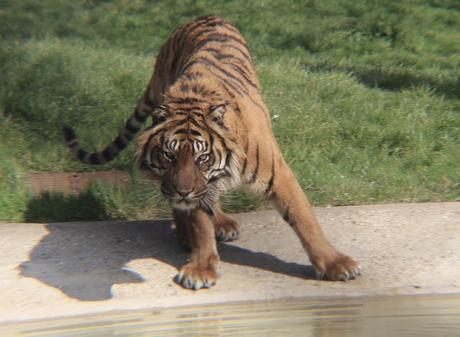 Beyond The Barriers @ Howletts