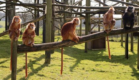 Beyond The Barriers @ Howletts