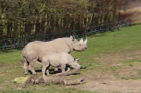 Beyond The Barriers @ Howletts