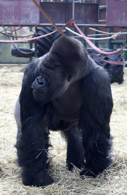 Beyond The Barriers @ Howletts