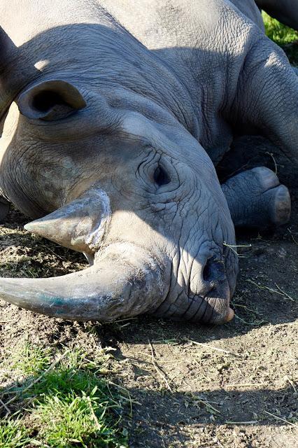 Beyond The Barriers @ Howletts