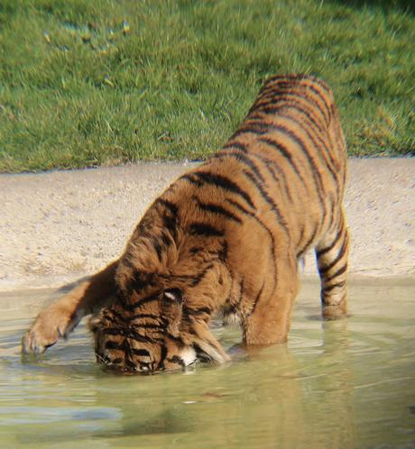 Beyond The Barriers @ Howletts