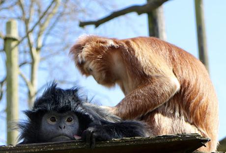 Beyond The Barriers @ Howletts