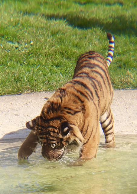 Beyond The Barriers @ Howletts