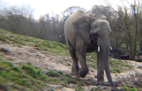 Beyond The Barriers @ Howletts