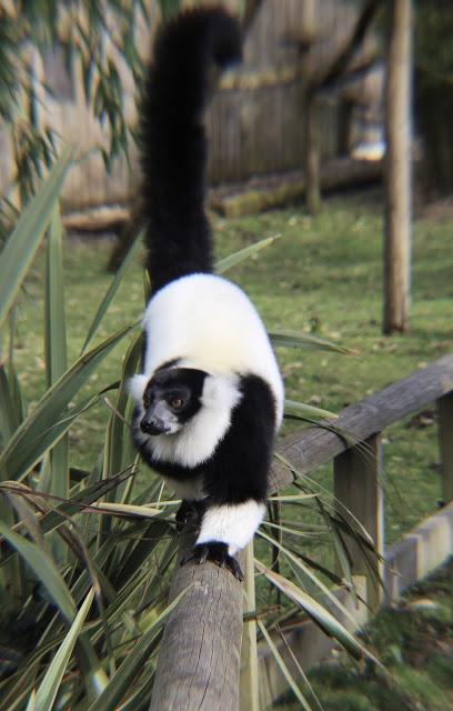 Beyond The Barriers @ Howletts