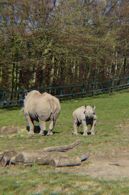 Beyond The Barriers @ Howletts