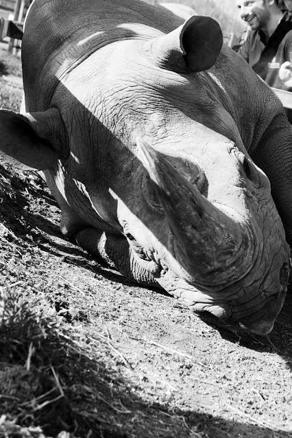 Beyond The Barriers @ Howletts