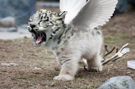 Save Tigers – Animals are your neighbors on this earth- respect them!