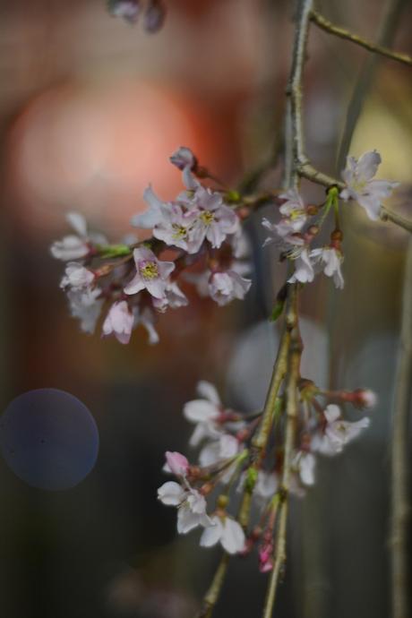 Asakusa Temple and Meiji-Jingu :: Tokyo Photo Diary