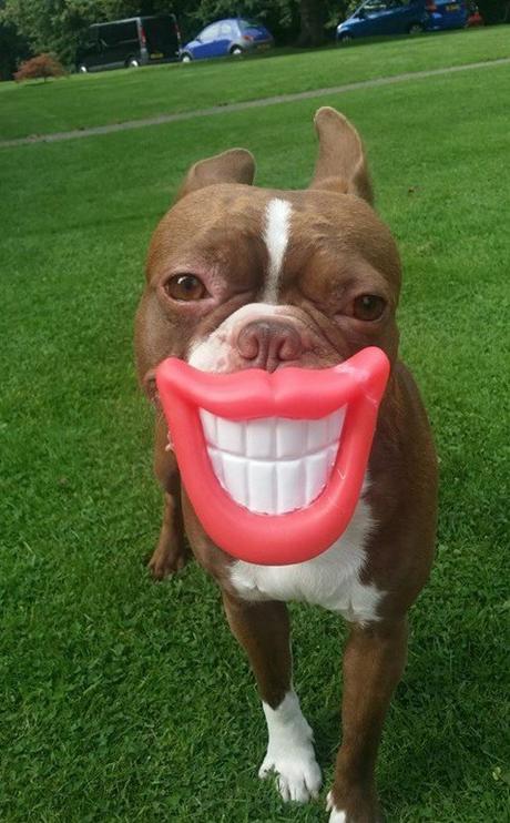 Dog With False Teeth