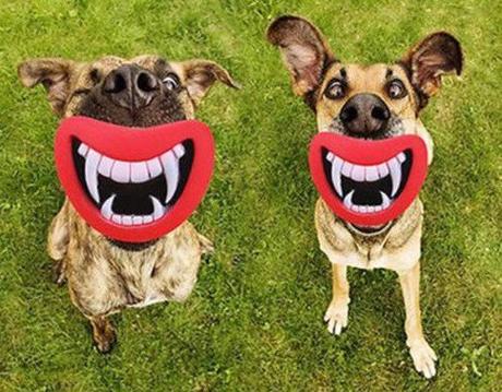Dogs With False Teeth