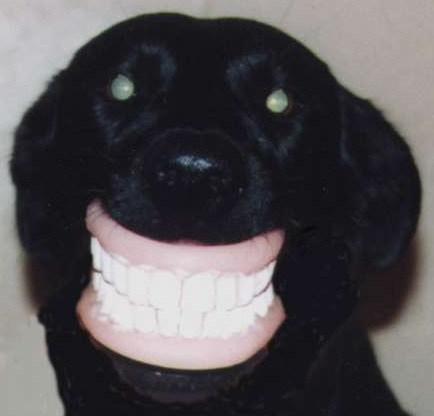 Dog With False Teeth