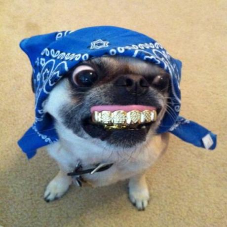 Top 10 Dentist Hating Dogs With False Teeth