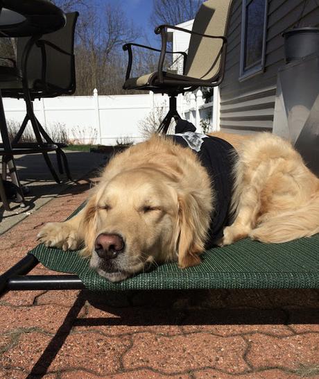golden retriever dog sleeping in the sun #wordlesswednesday