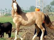 Learn About Faithful Horse Saved Life Owner Marwari “Chetak”