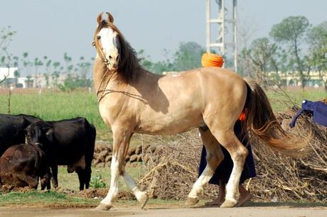 Learn about a faithful horse who saved the life of his owner – The Marwari horse “Chetak”