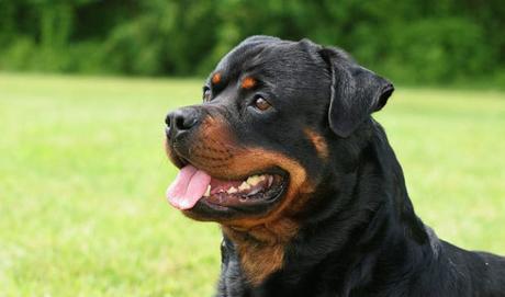 Rottweiler dogs – An robust, powerful and loyal dog with strong protective instincts.