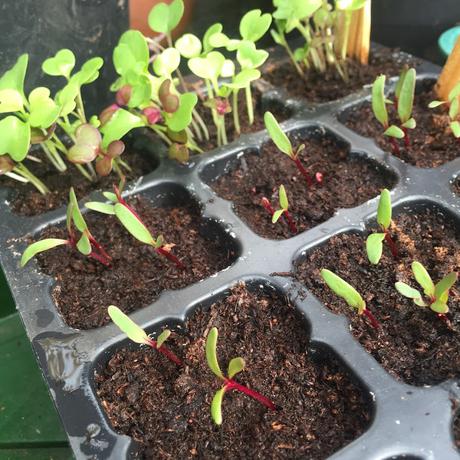 growing seedlings in polytunnel