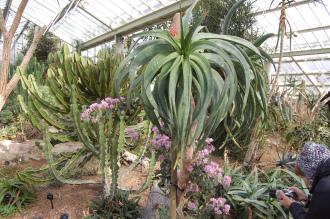 Aloe speciosa (28/02/2016, Kew Gardens, London)