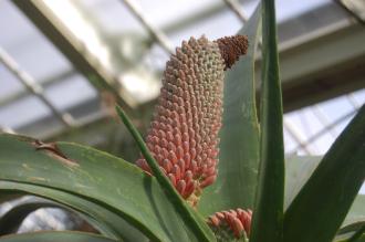 Aloe speciosa Flower (28/02/2016, Kew Gardens, London)